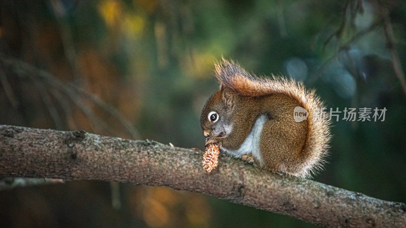 美国红松鼠，ardilla roja americana (Tamiasciurus hudsonicus)， Ecureuil roux americain。